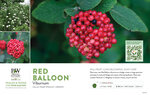 Viburnum Red Balloon® 11x7" Variety Benchcard
