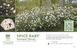 Viburnum Spice Baby™ 11x7" Variety Benchcard