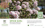 Viburnum Spice Girl® 11x7" Variety Benchcard