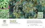 Viburnum Yang® (David Viburnum) 11x7" Variety Benchcard
