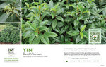Viburnum Yin® (David Viburnum) 11x7" Variety Benchcard