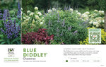 Vitex Blue Diddley® (Chaste Tree) 11x7" Variety Benchcard