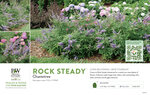 Vitex Rock Steady™ (Chastetree) 11x7" Variety Benchcard