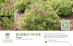 Weigela Bubbly Wine® 11x7" Variety Benchcard