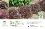 Weigela Midnight Wine Shine® (Weigela) 11x7" Variety Benchcard