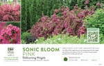 Weigela Sonic Bloom® Pink (Reblooming Weigela) 11x7" Variety Benchcard