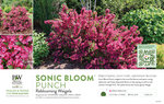 Weigela Sonic Bloom® Punch (Reblooming Weigela) 11x7" Variety Benchcard