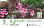 Weigela Sonic Bloom® Wine (Reblooming Weigela) 11x7" Variety Benchcard