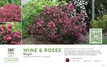 Weigela Wine & Roses® (Weigela) 11x7" Variety Benchcard