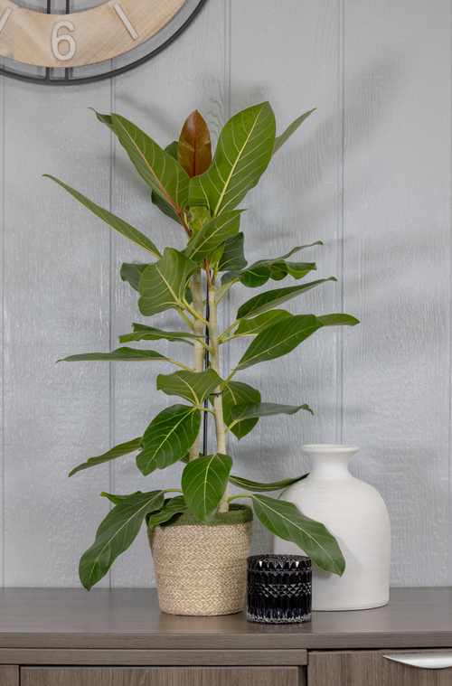12498_ficus_benghalensis_happiness_012024.png