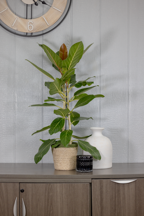 12498_ficus_benghalensis_happiness_012024_1.png