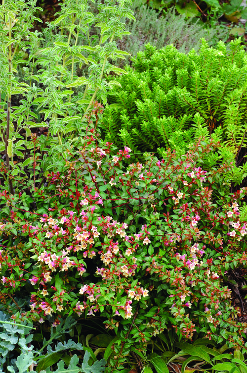 Sunny Anniversary abelia