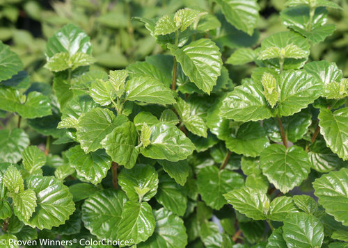 All That Glitters Viburnum