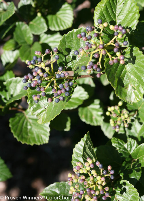 All That Glitters Viburnum