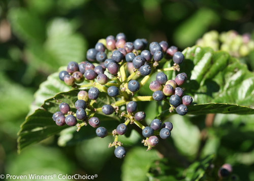 All That Glitters Viburnum