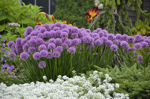 allium_millenium_cjw14_4.jpg