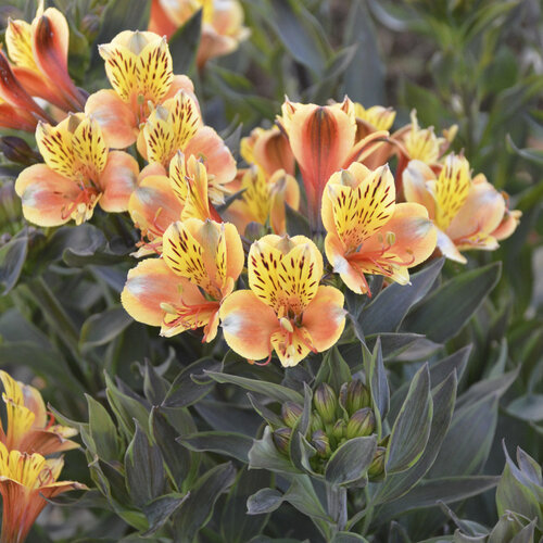 Alstroemeria Summer Breeze