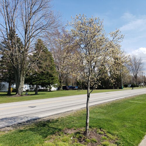 Lightly flowering Spring Glory serviceberry next to the road.