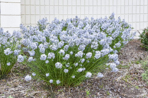 Amsonia String Theory Bluestar