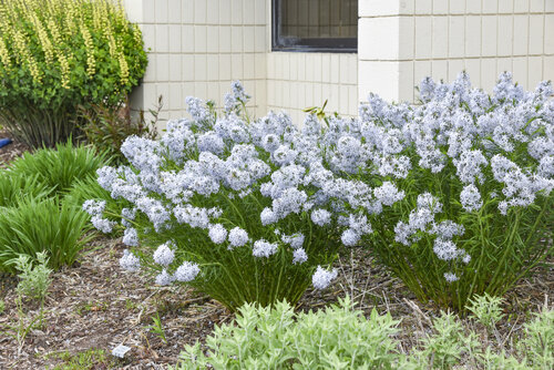 Amsonia String Theory Bluestar
