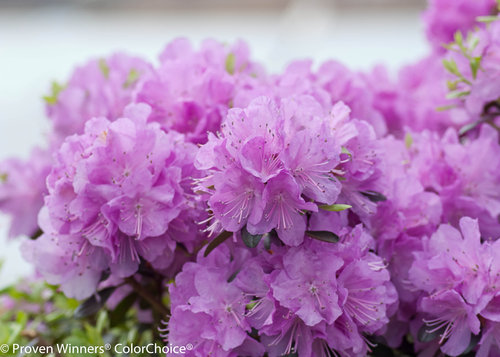 'Amy Cotta' Rhododendron