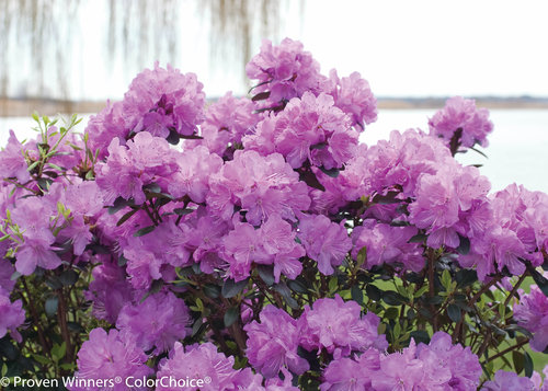 'Amy Cotta' Rhododendron