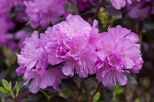 amy_cotta_rhododendron_crw_3139.jpg