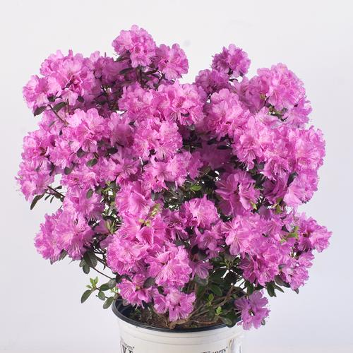 amycotta_3gallon.jpg