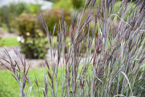 Andropogon Prairie Winds Blue Steel Big Bluestem