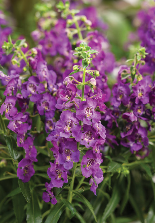 Angelonia Angelface Blue Improved