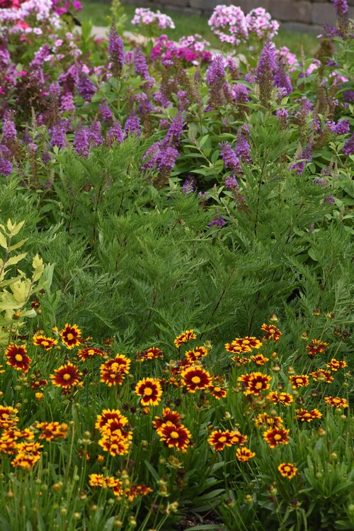 SunFern™ Arcadia - Russian Wormwood SunFern™ Arcadia - Russian Wormwood