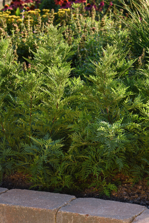 SunFern™ Olympia - Russian Wormwood