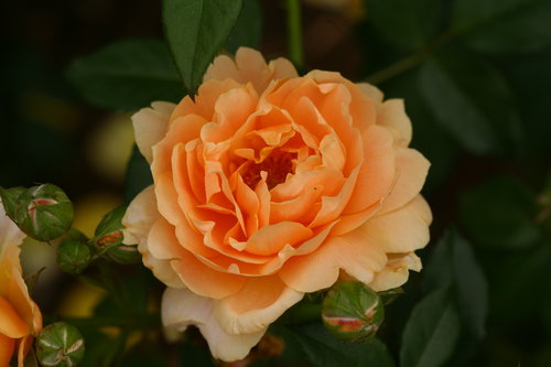 At Last™ Fragrant Rose
