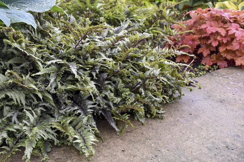 'Crested Surf' Athyrium