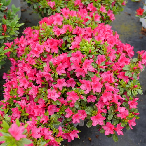 The lovely rounded form of Perfecto Mundo Fuchsia Carpet azalea covered in brigh