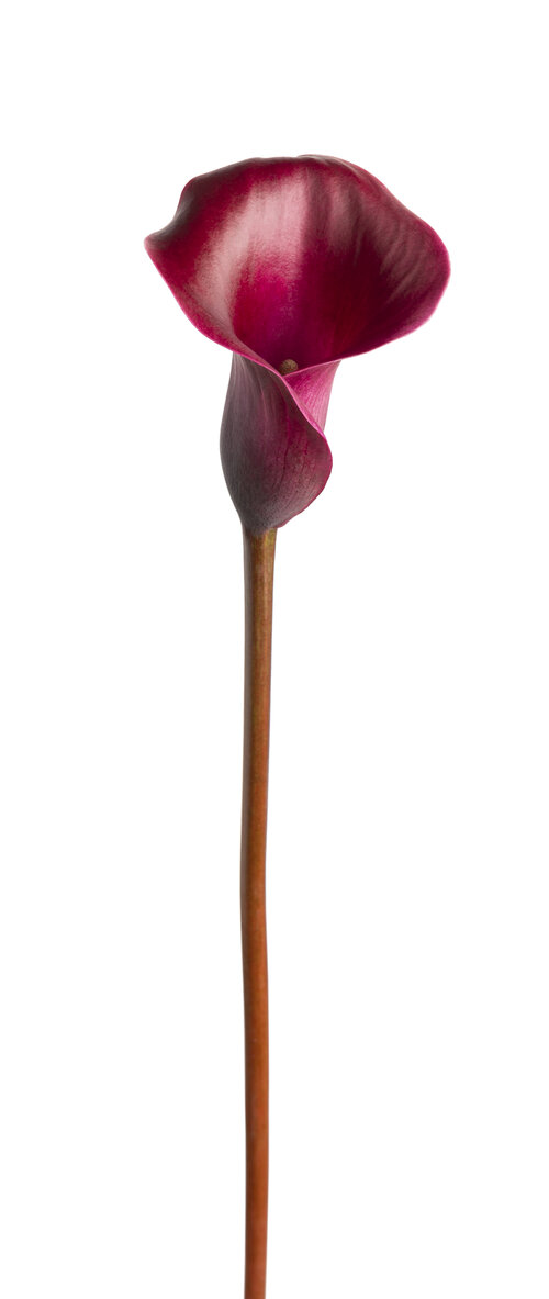 Be My™ Heart - Calla Lily
