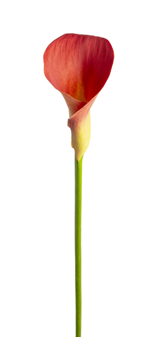Be My™ Main Squeeze™ - Calla Lily