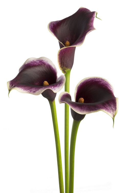 Be My™ Prince - Calla Lily