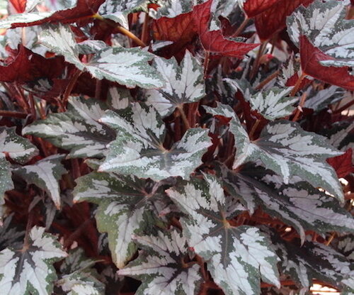 Bewitched™ White Begonia