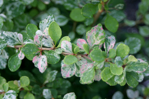 Variegated foliage of Sunjoy Sequins barberry