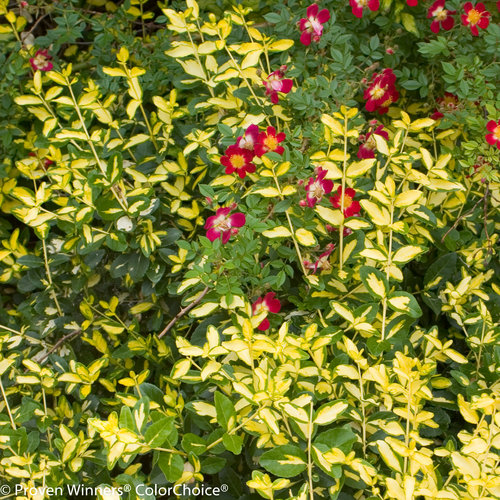Blondy Euonymus with red roses