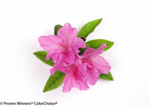 Bloom-A-Thon Lavender Rhododendron (azalea)