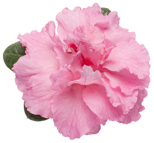 Bloom-A-Thon® Pink Double