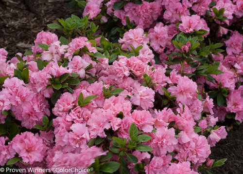 Bloom-A-Thon Pink Double Azalea