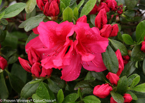 Bloom-A-Thon Red Rhododendron (azalea)