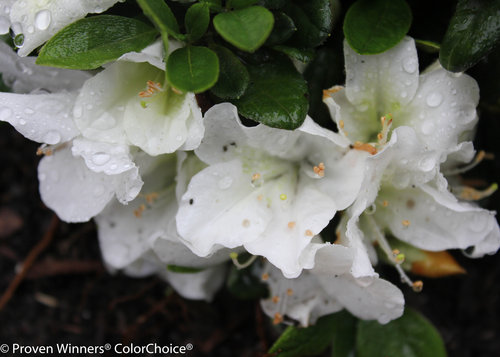 Bloom-A-Thon White Rhododendron (azalea)