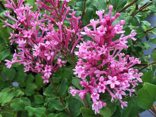 Bloomerang Dwarf Pink lilac