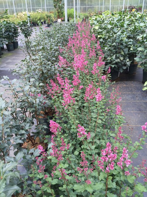 Bloomerang Dwarf Pink lilac