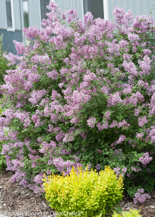 Bloomerang Purple Syringa (lilac)