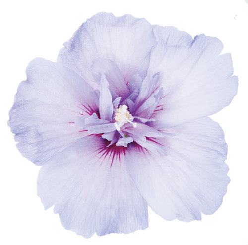 blue_chiffon_hibiscus3.jpg